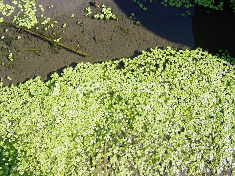 duckweed, common